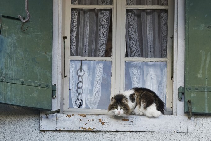Cat on the window under custody