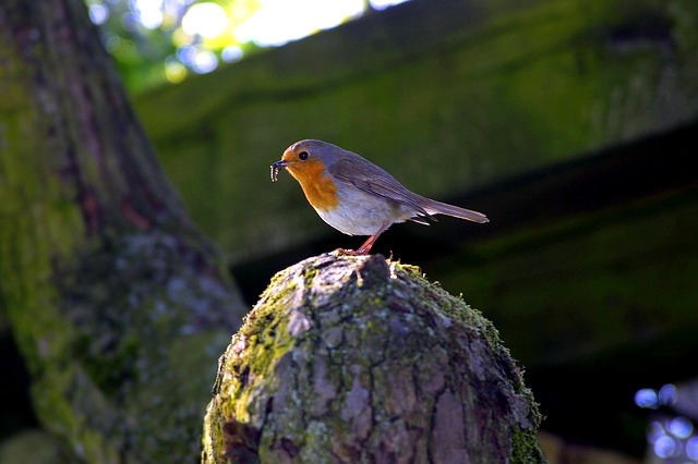「鳥が鳴いてるのが聞こえる？」は英語で何て言う？